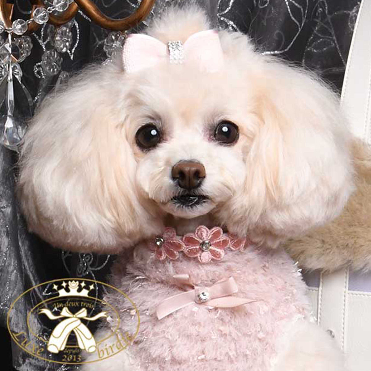 プリシラカラー 21 – Luxebirdie