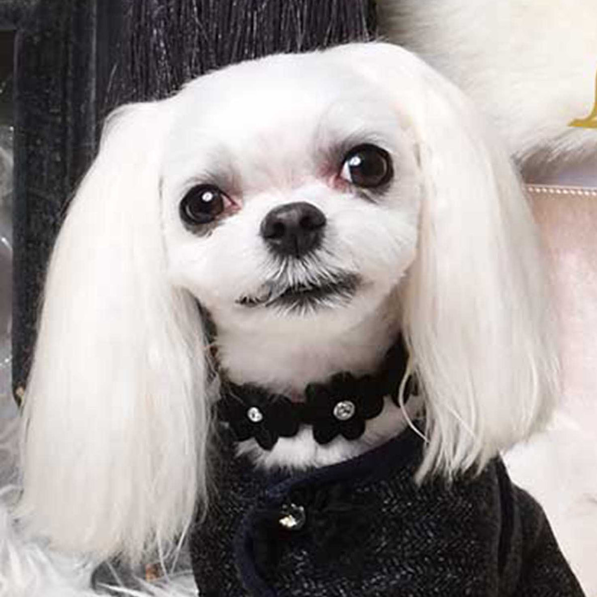 プリシラカラー 21 – Luxebirdie