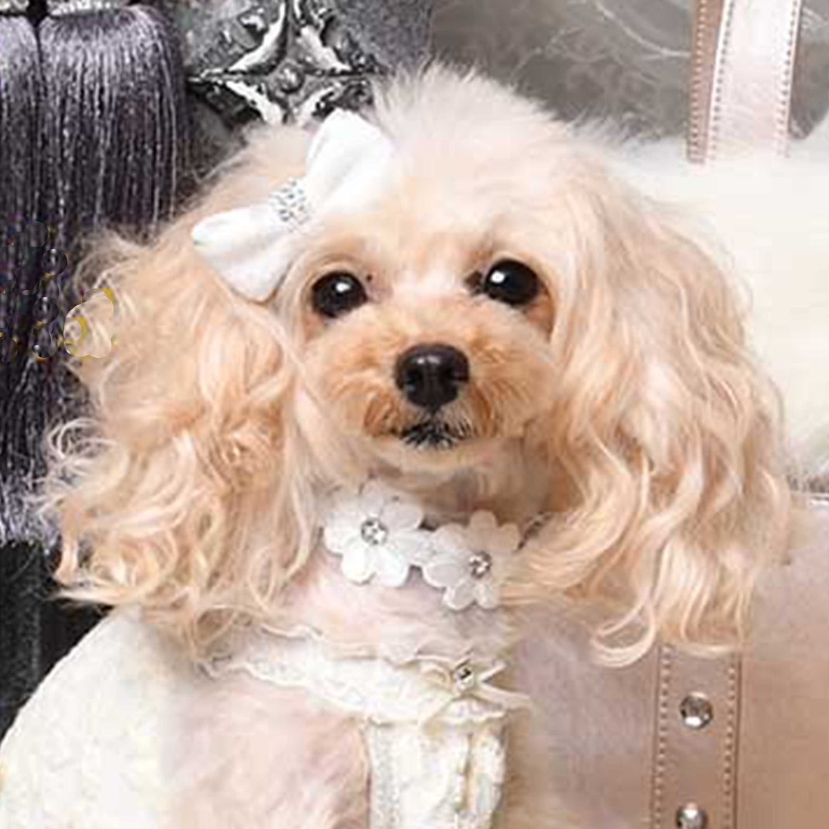 プリシラカラー 25 – Luxebirdie