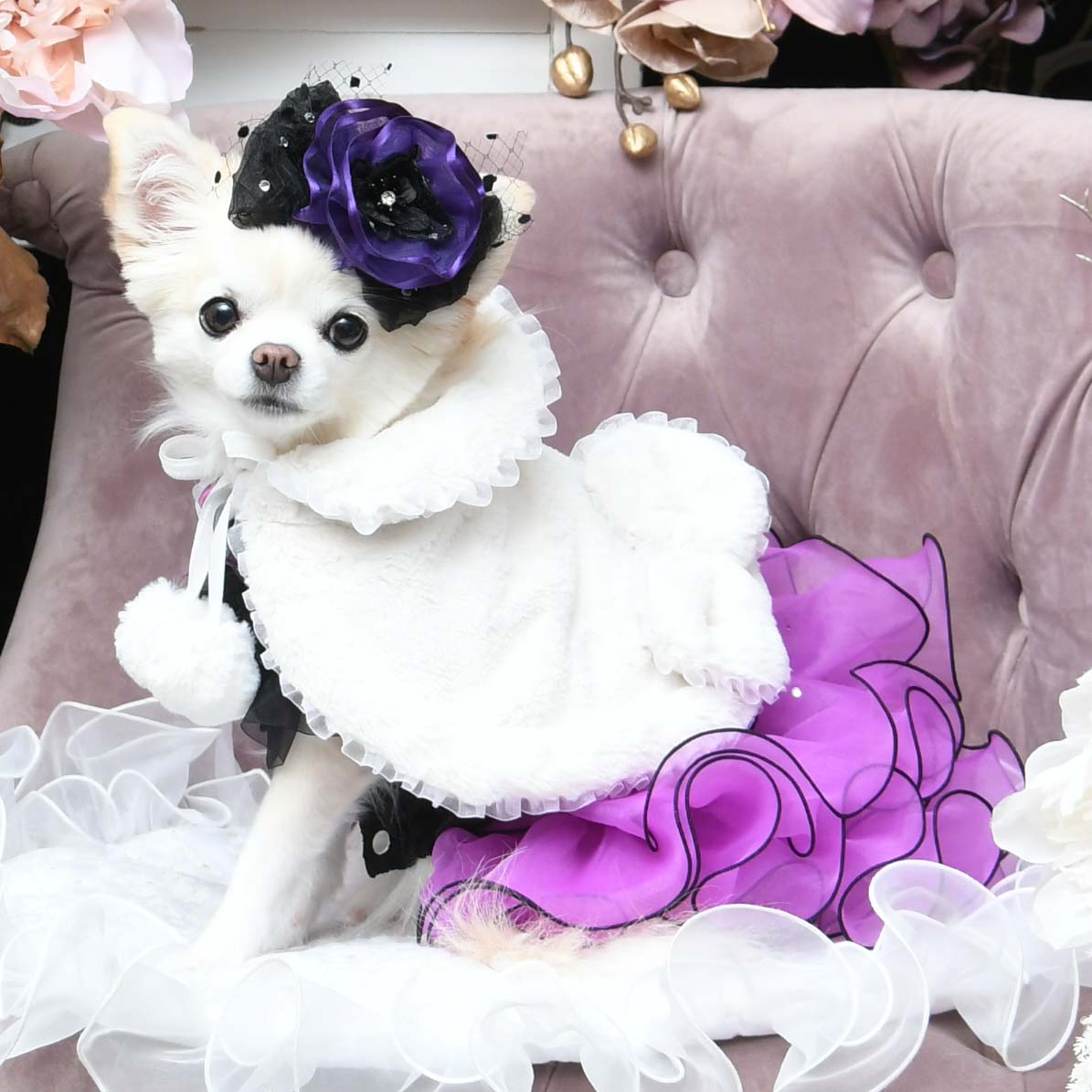 専用出品Luxe Birdie フリル付きドレス SSサイズ 黒と紫 専用出品Luxe