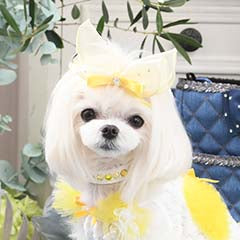 NEW COLOR】ラパンバレッタ – Luxebirdie