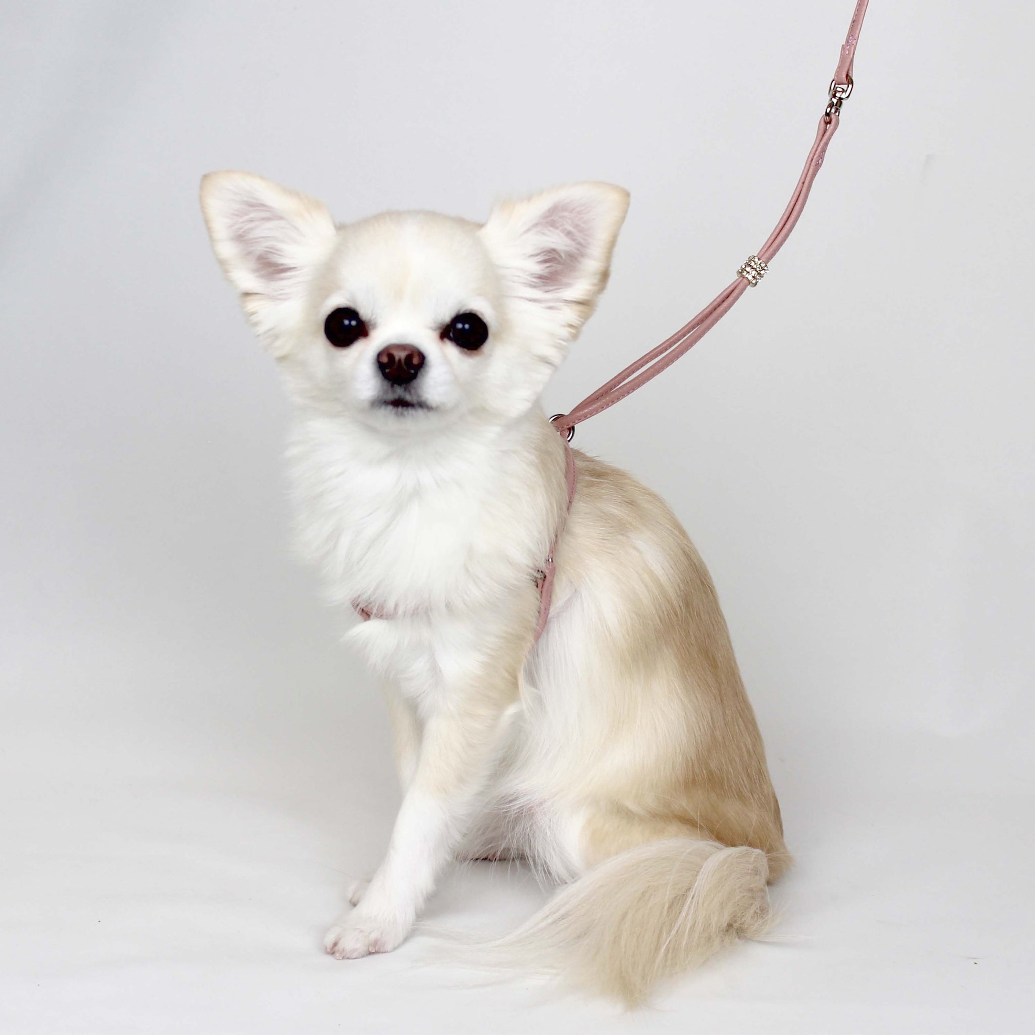 新品未使用】リュクスバーディ リード ファッション通販 ペット用品