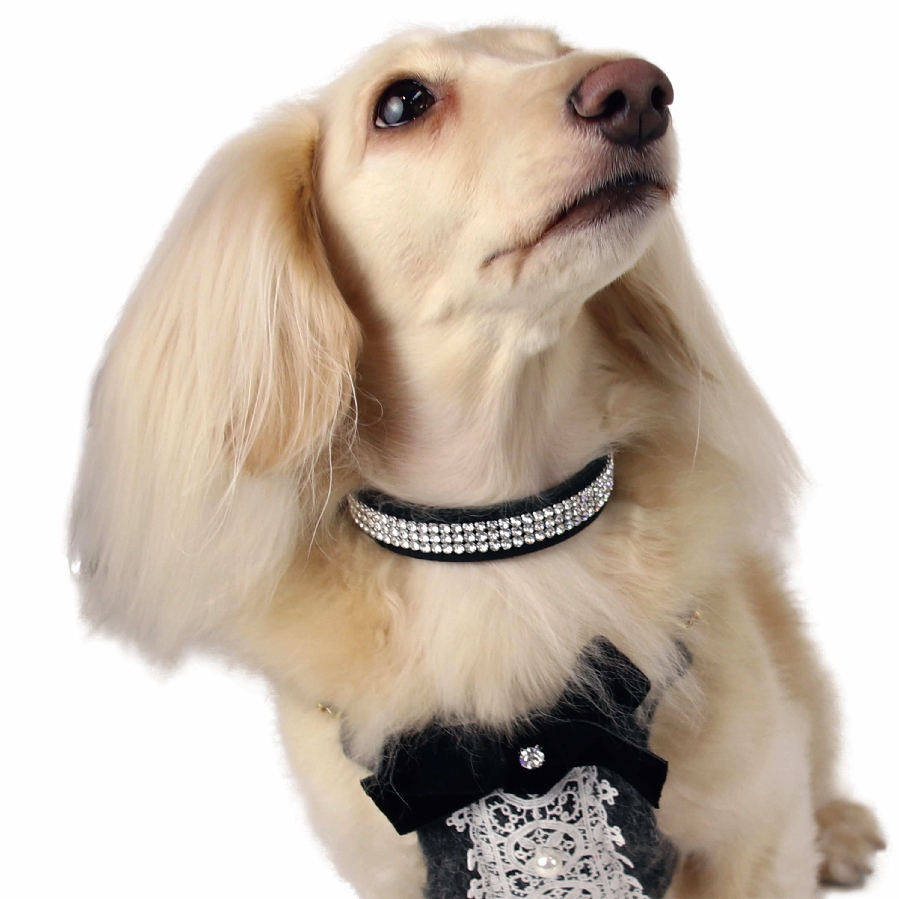 ランキングや新製品 28 レーンクリスタルカラー【Luxebirdie】リュクスバーディ\首輪 犬服・アクセサリー