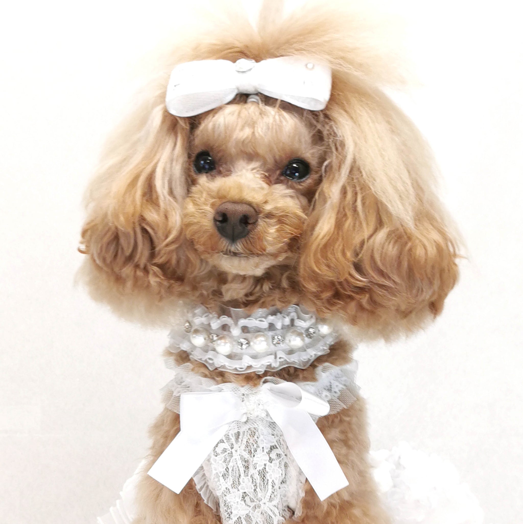 リュクスバーディ　luxebirdie リード 首輪 セット BIRDIE リュクスバーディ 首輪 犬用 Sサイズ 小型犬 日本製 本革