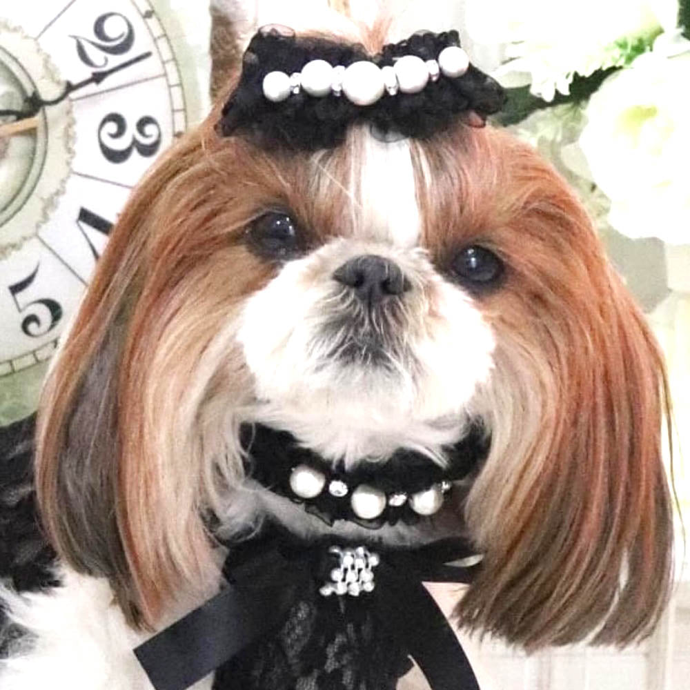 リュクスバーディ　luxebirdie リード 首輪 セット 首輪＆リード – Luxebirdie