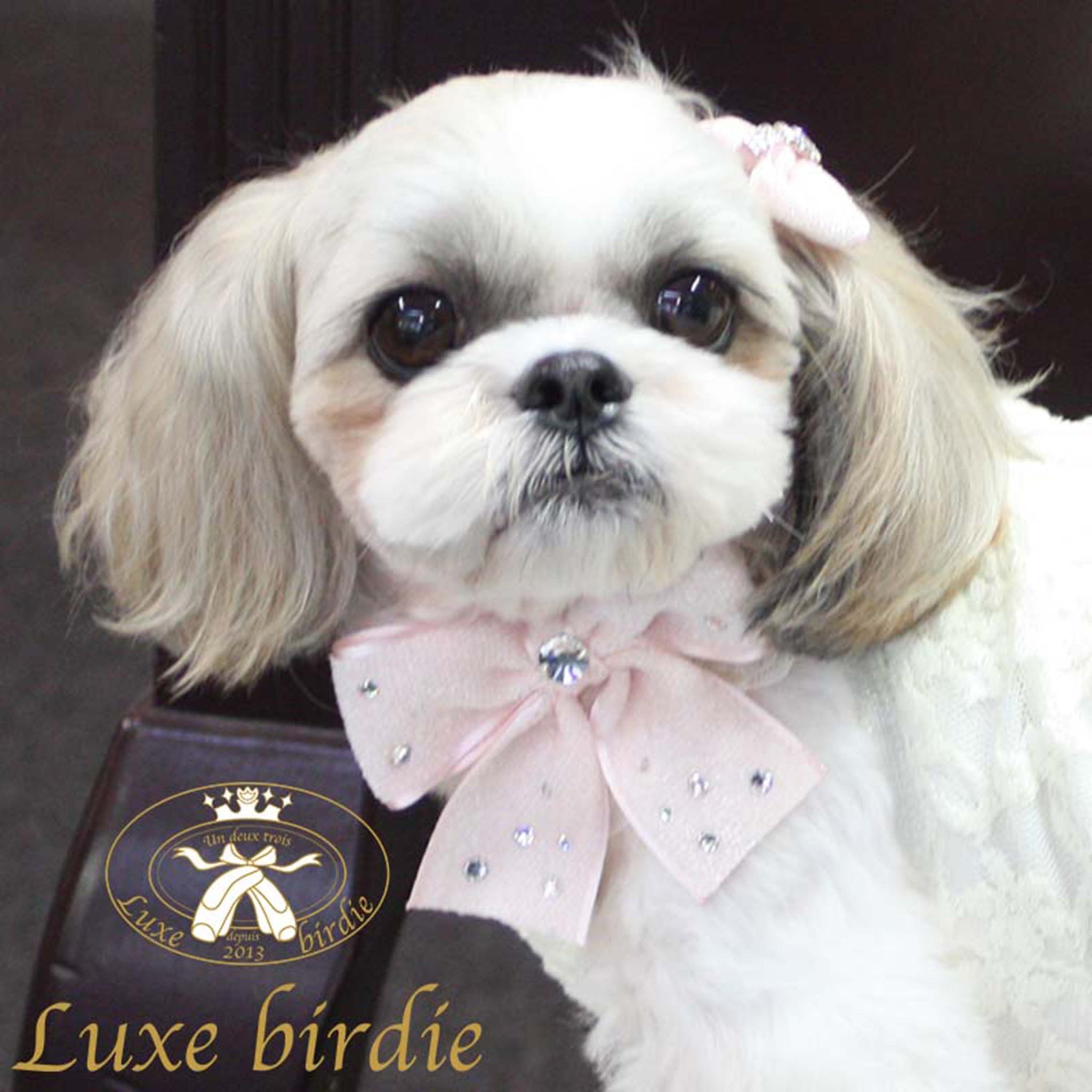 首輪＆リード – Luxebirdie