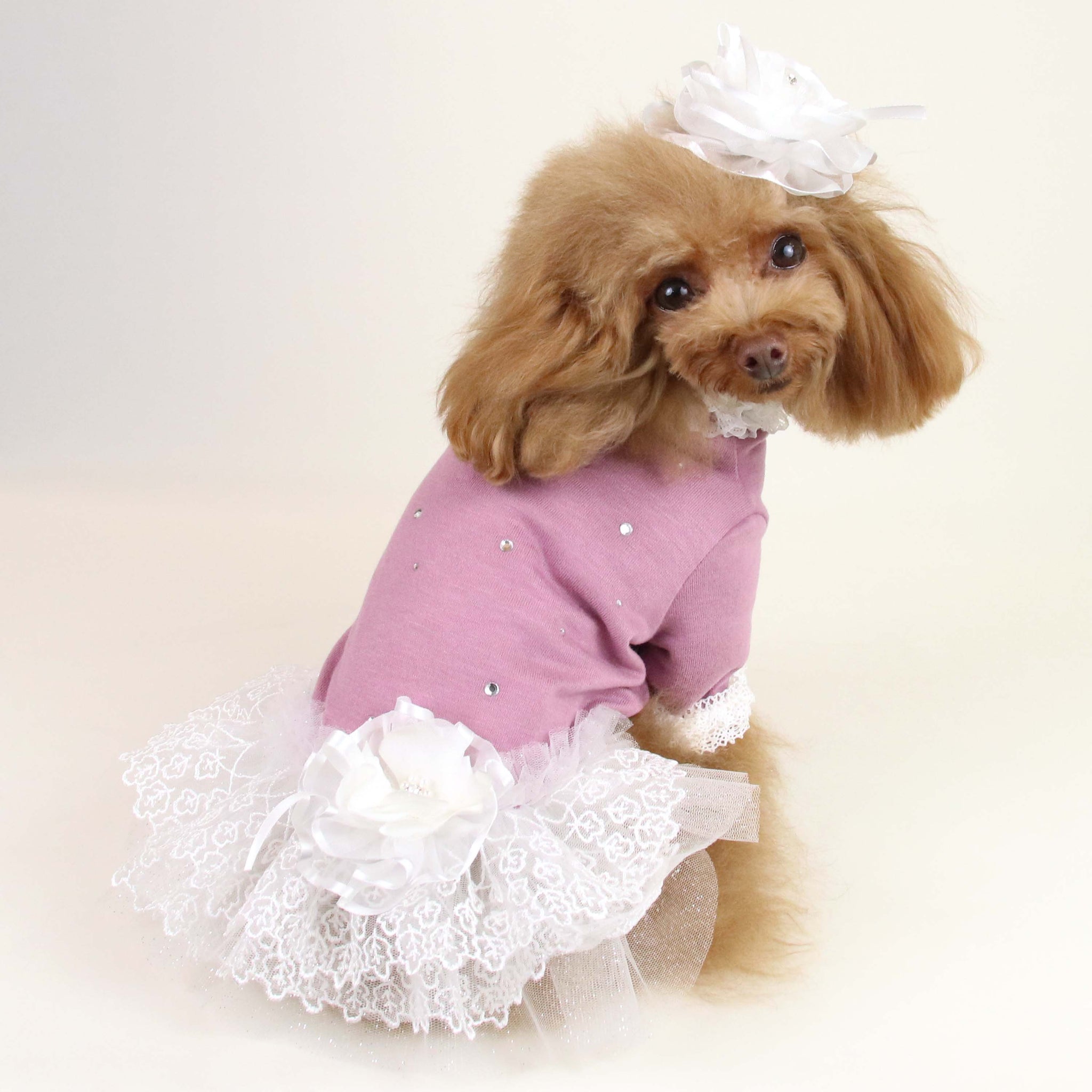 SICGGU チョコチップクッキーパディング　韓国犬服　モンシェリ　好き ✨オススメ商品✨ 안녕하세요🇰🇷 クッキーとお餅の組み合わせが