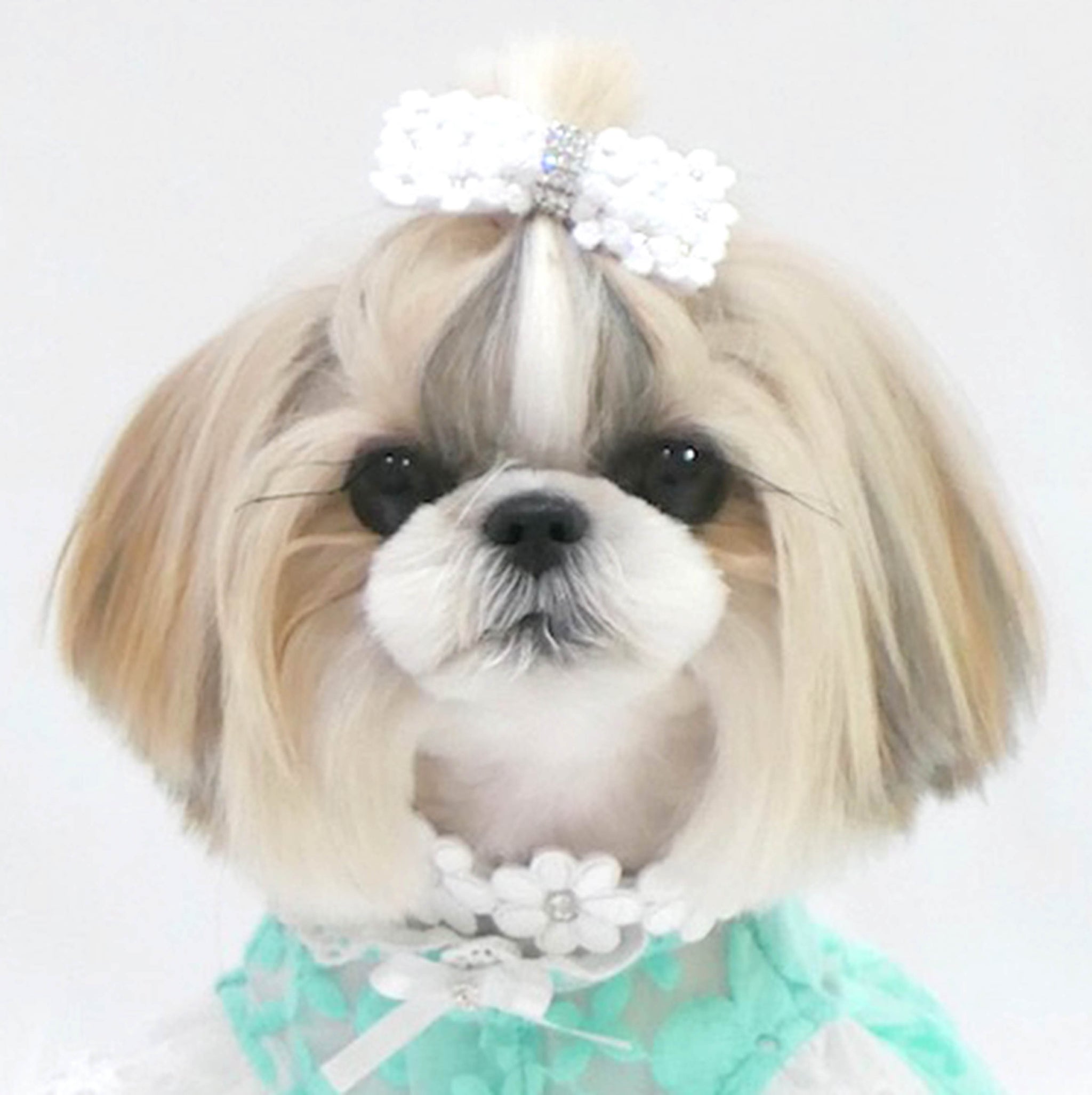 プリシラカラー 21 – Luxebirdie